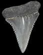 Serrated Fossil Great White Shark Tooth - #31049-1